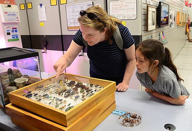 Katie Eting, 6, and her mother Jennifer Eting learn about the insect specimens at the Bohart Museum of Entomology. (Photo by Kathy Keatley Garvey)
