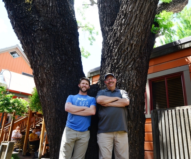 Forest entomologists Steve Seybold (right) and Jackson Audley stand by a 150-year-old black walnut tree on the 100 block of E Street. It is dying of thousand cankers disease. (Photo by Kathy Keatley Garvey)