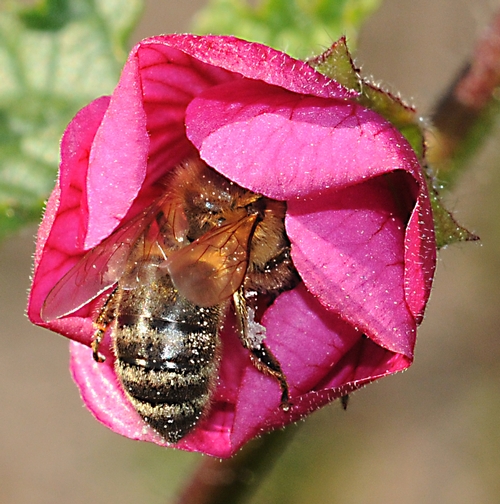 HONEY BEE burrows into a cape mallow, much like the groundhog burrows into its burrow. (Photo by Kathy Keatley Garvey)