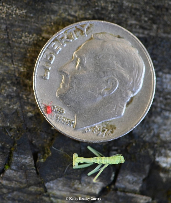 How tiny is the first-instar? This tiny. And that's a red spider mite that crawled onto the dime. Note the chunk of abdomen missing on the first-instar--probably due to sibling cannibalism. (Photo by Kathy Keatley Garvey)