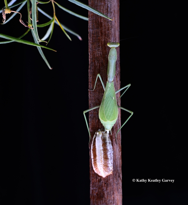 Mama mantis, a Stagmomantis limbata, depositing an ootheca or egg case on a redwood stake. (Photo by Kathy Keatley Garvey)