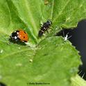 An adult lady beetle (aka ladybug) and a larva. (Photo by Kathy Keatley Garvey)