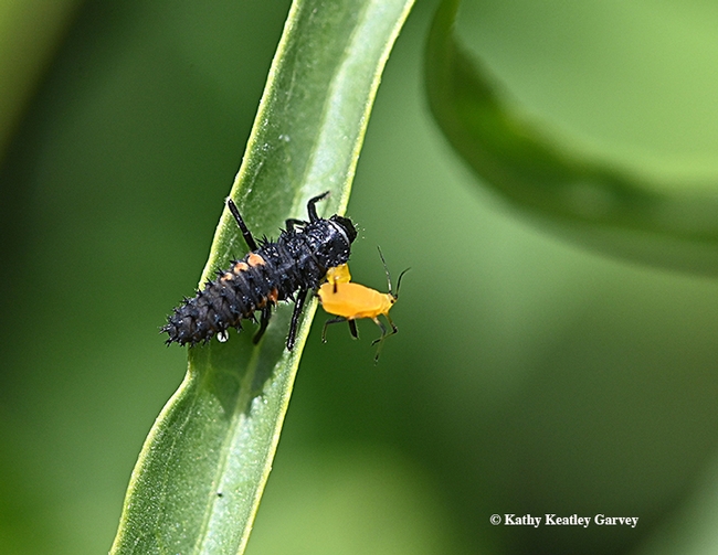 Larva of a lady beetle (aka ladybug) eating an aphid. (Photo by Kathy Keatley Garvey)