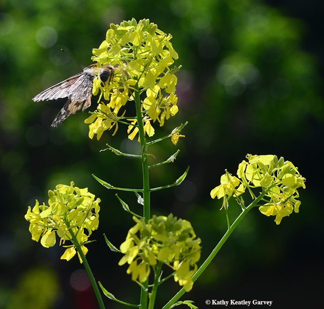 A honey bee and a Painted Lady share a mustard blossom in Vacaville, Calif. (Photo by Kathy Keatley Garvey)