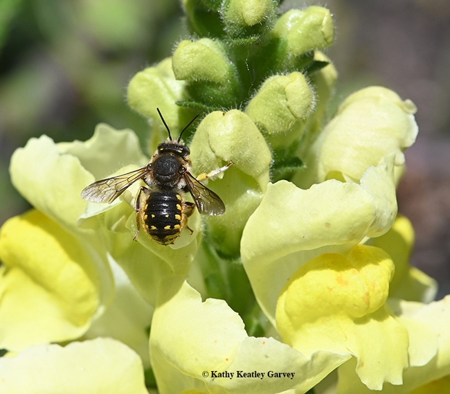 Dorsal view of the European wool carder bee as it rests on a snapdragon. (Photo by Kathy Keatley Garvey)