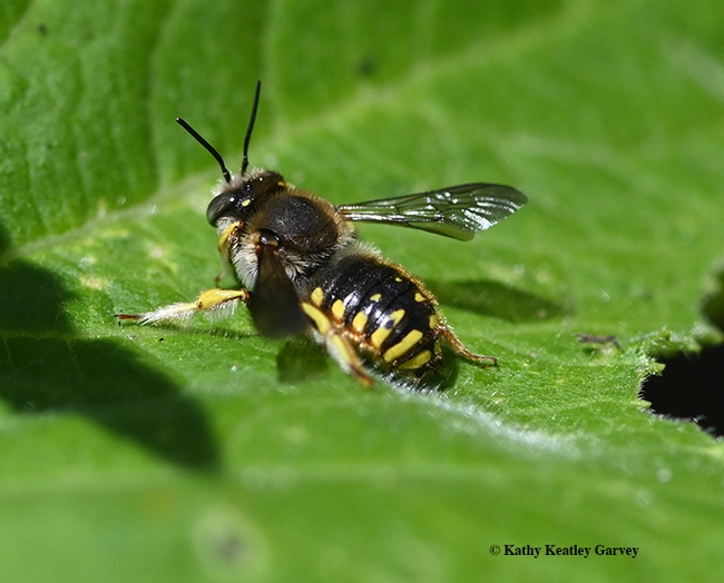 All that patrolling makes a fellow tired. A male European wool carder bee rests on a leaf. (Photo by Kathy Keatley Garvey)