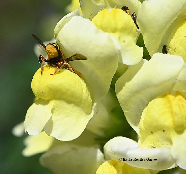 Bottoms up! A female wool carder bee foraging in a snapdragon. (Photo by Kathy Keatley Garvey)
