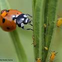 A lady beetle, aka ladybug, ready to devour aphids, its primary food source. Image taken in Vacaville, Calif. (Photo by Kathy Keatley Garvey)