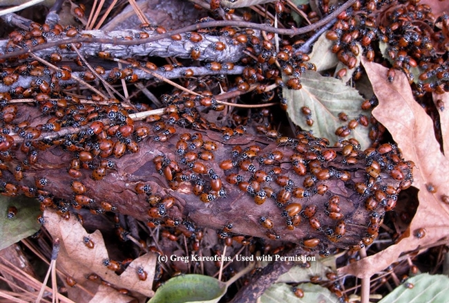 A congregation of overwintering lady beetles in California's Coast Range. (Photo by Greg Kareofelas)