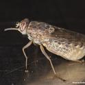 A tsetse fly, the work of medical entomologist Geoffrey Attardo. He will deliver a presentation on tsetse flies at 5:30 p.m., Wednesday, June 12 in the G Street Wunderbar, 228 G St..