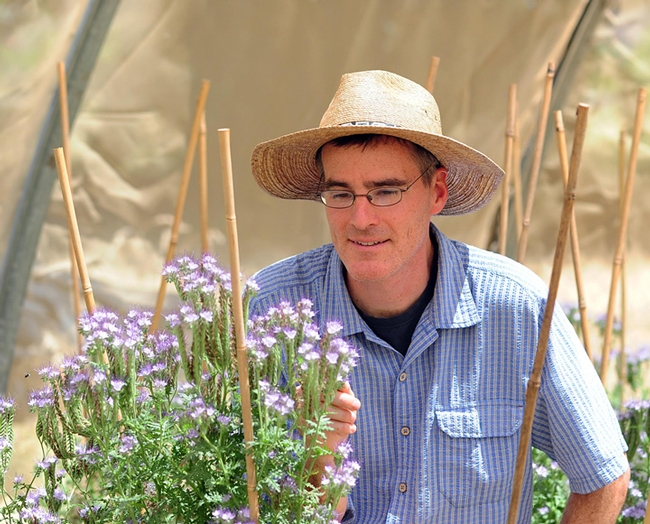 Pollination ecologist Neal Williams working with blue orchard bee research at UC Davis. (Photo by Kathy Keatley Garvey)