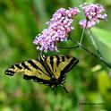 Western tiger swallowtail, Papilio rutulus, nectaring on verbena in the Kate Frey Pollinator Garden, Sonoma Cornerstone. (Photo by Kathy Keatley Garvey)