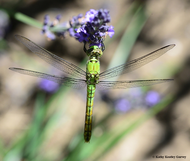 A Western pondhawk (Erythemis collocate) rests on a lavender. (Photo by Kathy Keatley Garvey)