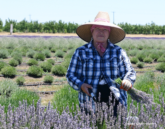 Maria Gonzalez of Dixon cuts lavender on the Araceli Farms. (Photo by Kathy Keatley Garvey)