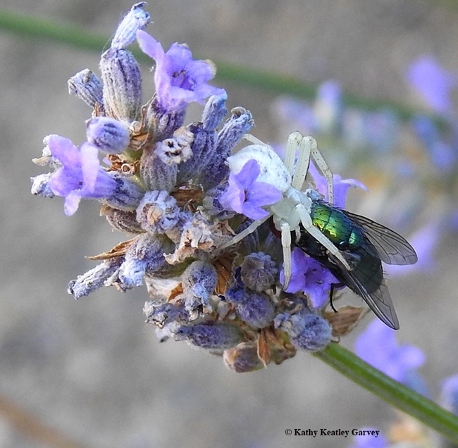 The crab spider is camouflaged, but its prey, a green bottle fly with its familiar metallic blue-green coloring, isn't. (Photo by Kathy Keatley Garvey)
