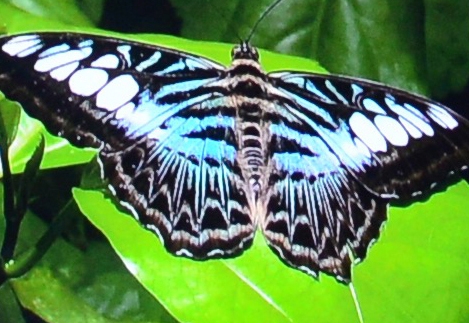 Trinity Roach of the Dixon Grange entered this photo of a Blue Clipper, Parthenos sylvia ssp. lilacinus from Southeast Asia, as identified by Art Shapiro, UC Davis distinguished professor of evolution and ecology.