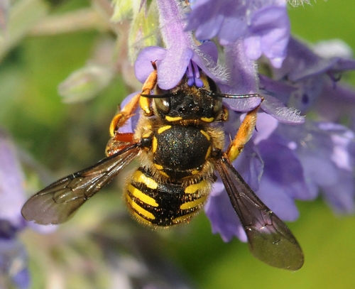 EUROPEAN WOOL CARDER BEE (Anthidium manicatum) is not the 