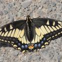 We found this dazzling butterfly last weekend in the Berkeley marina parking lot. (Photo by Kathy Keatley Garvey)