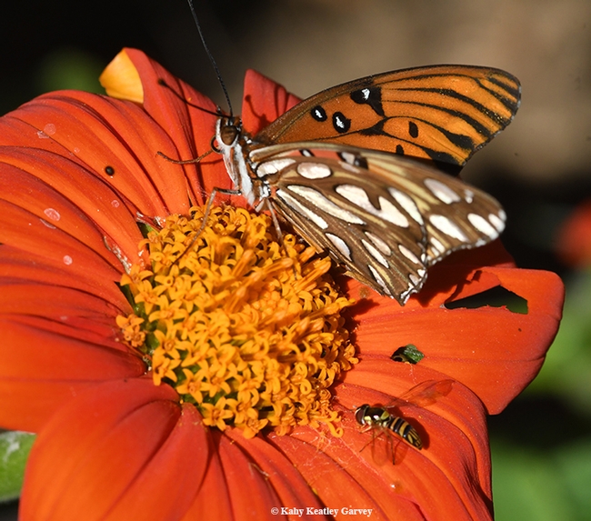 A Gulf Fritillary shares a Mexican sunflower (Tithonia) with a hover fly (Syrphid). (Photo by Kathy Keatley Garvey)