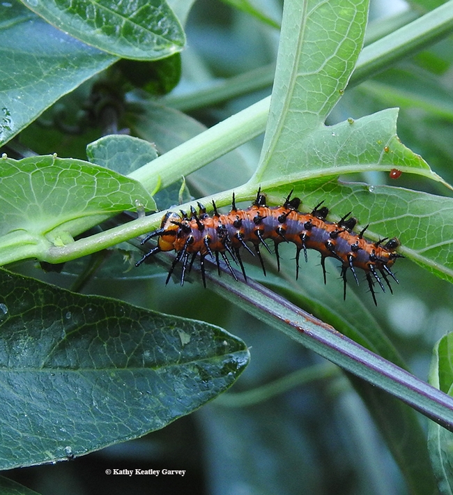 A very hungry Gulf Fritillary caterpillar. (Photo by Kathy Keatley Garvey)