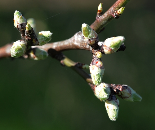 ALMOND TREE at the Harry H. Laidlaw Jr. Honey Bee Research Facility is just about ready to burst into bloom. This photo was taken Feb. 7. The commercial almond pollination season generally begins around Valentine's Day. (Photo by Kathy Keatley Garvey)