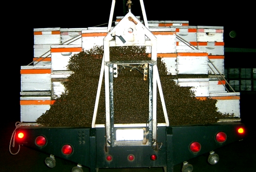 BEE CLUSTER forms at the back of a bee truck owned by Miller's Honeybees, Watsonville. (Photo by Bob Miller)