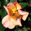 May the Fourth Be With You: Four honey bees share a rose blossom. (Photo by Kathy Keatley Garvey)