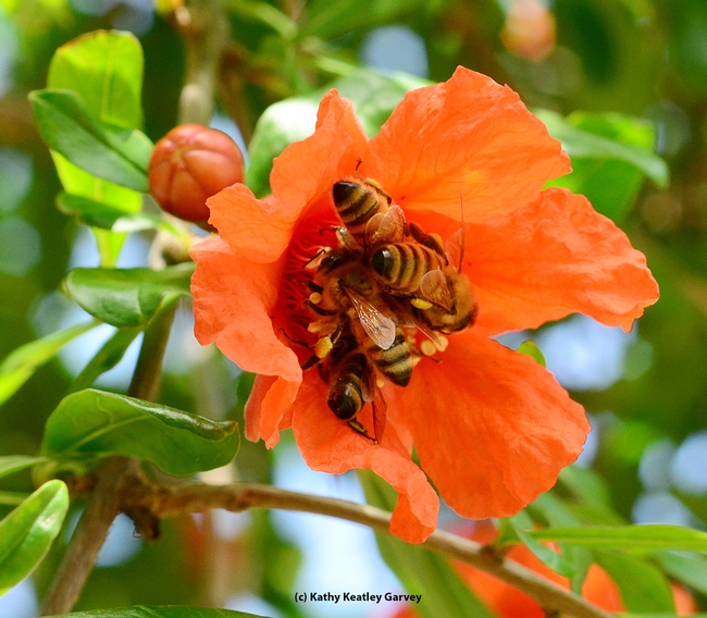 May the Fourth Be With You: Four honey bees share a pomegranate blossom. (Photo by Kathy Keatley Garvey)