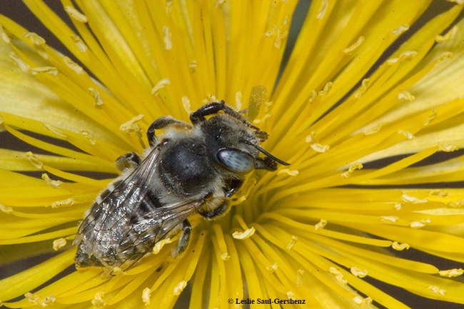 Native bee Megachile sp. on Mentzelia flower in the Mojave Desert. (Photo by Leslie Saul-Gershenz)