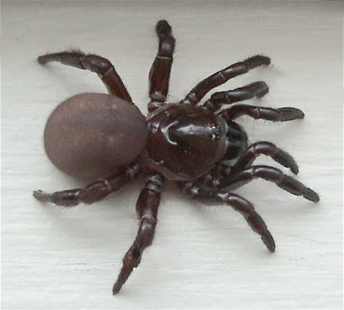 A trapdoor spider, Ummidia sp. (Courtesy of Wikipedia)