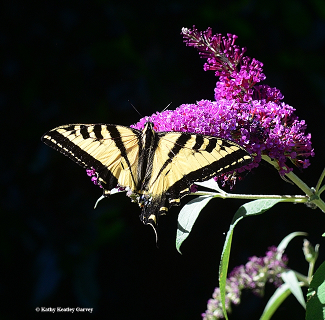 A Western tiger swallowtail nectaring on a butterfly bush. Note that it is missing part of its tail. (Photo by Kathy Keatley Garvey)
