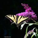 A Western tiger swallowtail nectaring on a butterfly bush. Note that it is missing part of its tail. (Photo by Kathy Keatley Garvey)