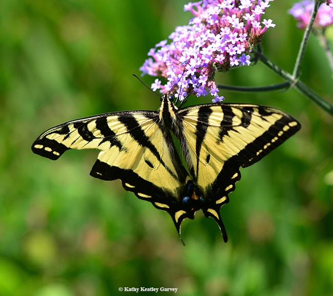 This Western tiger swallowtail, nectaring on verbena, is missing part of its forewing. (Photo by Kathy Keatley Garvey)