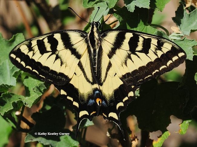 A newly eclosed Western tiger swallowtail, structures all intact. (Photo by Kathy Keatley Garvey)