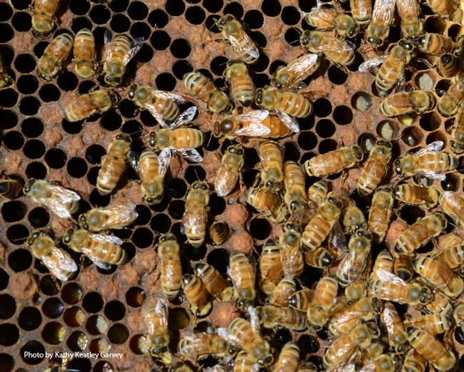 A honey bee frame. Find the queen bee! (Photo by Kathy Keatley Garvey)