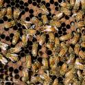 A honey bee frame. Find the queen bee! (Photo by Kathy Keatley Garvey)