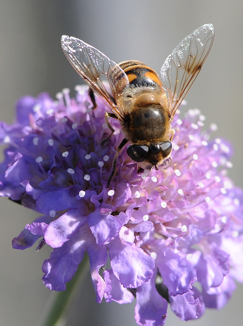 DRONE FLY is often mistaken for a honey bee. This drone fly was nectaring a pincushion flower (Seabiosa columbaria) Feb. 5 in Tomales. (Photo by Kathy Keatley Garvey)