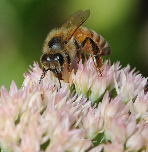 WILL THE REAL honey bee stand up? This photo shows a honey bee nectaring sedum. The drone fly (top photo) is often mistaken for a honey bee. (Photo by Kathy Keatley Garvey)