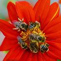 Male longhorned bees, Melissodes, spending the night on a Mexican sunflower (Tithonia)in Vacaville, Calif. (Photo by Kathy Keatley Garvey)