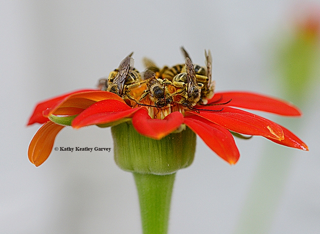 Male longhorned bees, probably Melissodes agilis, begin to wake up after spending the night clustered on a Mexican sunflower (Tithonia) in Vacaville, Calif. (Photo by Kathy Keatley Garvey)