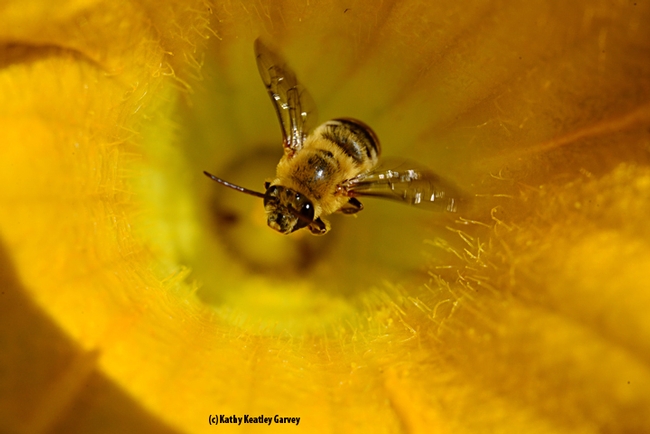 A squash bee, a specialist bee that forages on the genus Cucurbita, buzzes out of squash blossom in Vacaville, Calif. (Photo by Kathy Keatley Garvey)