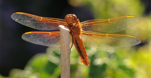 ANOTHER IDEA for the name of a car: The Flame Skimmer, a colorful dragonfly. (Photo by Kathy Keatley Garvey)