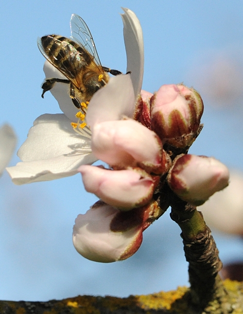 UPSY DAISY--A honey bee savors an almond blossom. Bottoms up! (Photo by Kathy Keatley Garvey)