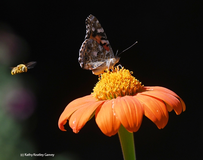 A male longhorned bee, Melissodes agilis, targets the back of a painted lady, Vanessa cardui, on a Mexican sunflower in a Vacaville pollinator garden. This is typical territorial behavior. (Photo by Kathy Keatley Garvey)