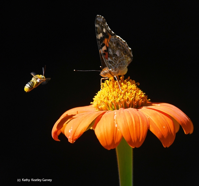 Heads up! A male longhorned bee, Melissodes agilis, heads straight for the painted lady butterfly, Vanessa cardui. (Photo by Kathy Keatley Garvey)
