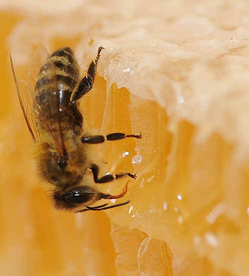 HONEY BEE on a comb of honey at the Harry H. Laidlaw Jr. Honey Bee Research Facility at the University of California, Davis. (Photo by Kathy Keatley Garvey)