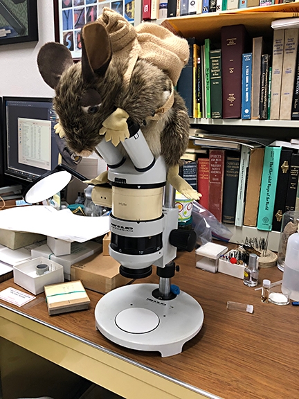 Yes, that is a pack rat that covers this microscope in the Bohart Museum of Entomology. It's in the office of director Lynn Kimsey. (Photo by Kathy Keatley Garvey)