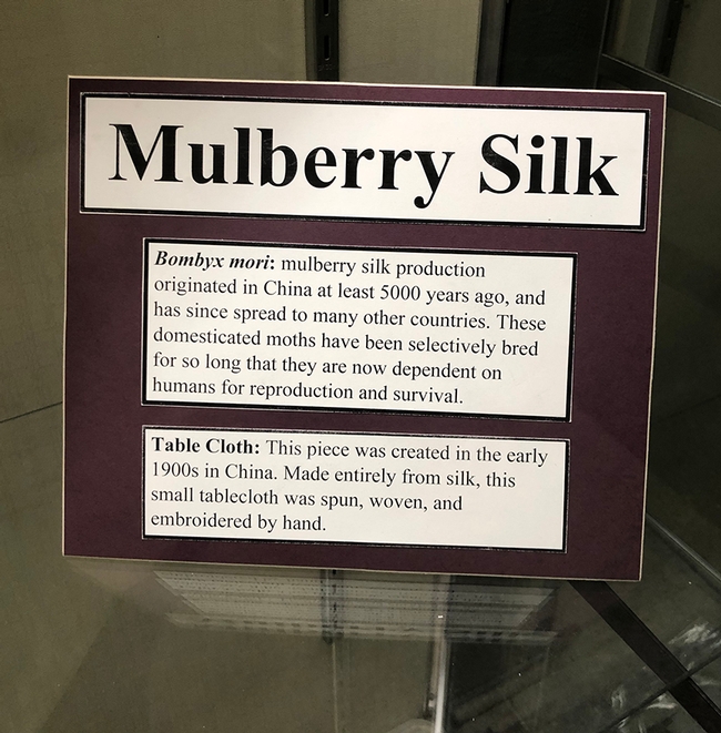 People with mulberry trees can relate to this display in the Bohart Museum of Entomology. (Photo by Kathy Keatley Garvey)