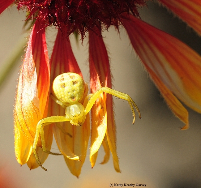The crab spider can turn colors from white to yellow or yellow to white This one is yellow, awaiting prey on a blanketflower, Gallardia. (Photo by Kathy Keatley Garvey)
