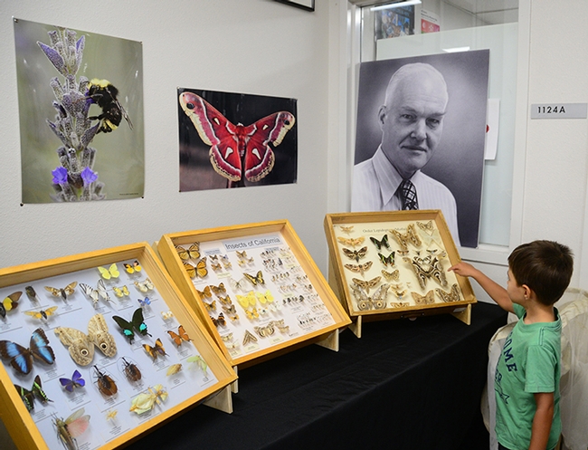 A photograph of entomologist Richard Bohart, for whom the Bohart Museum of Entomology is named, anchors this display. (Photo by Kathy Keatley Garvey)